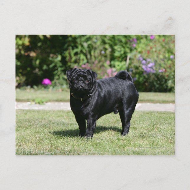 Black Pug Standing Looking at Camera Postcard (Front)