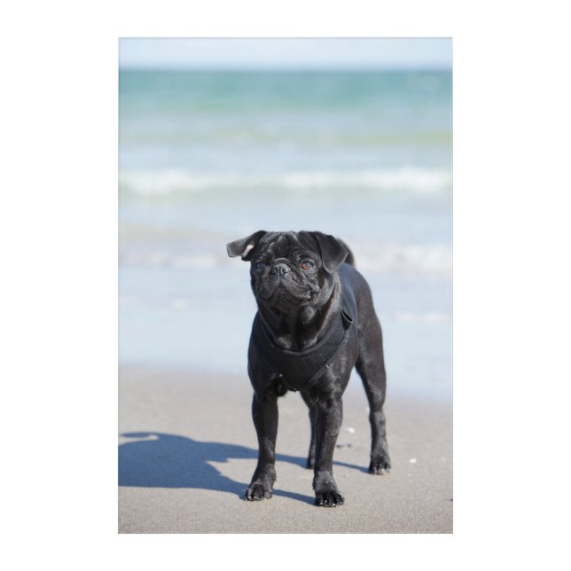 Black Pug Standing On The Beach Acrylic Print (Front)