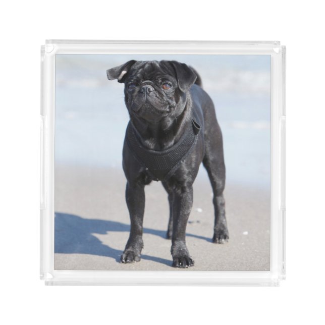 Black Pug Standing On The Beach Acrylic Tray (Front)