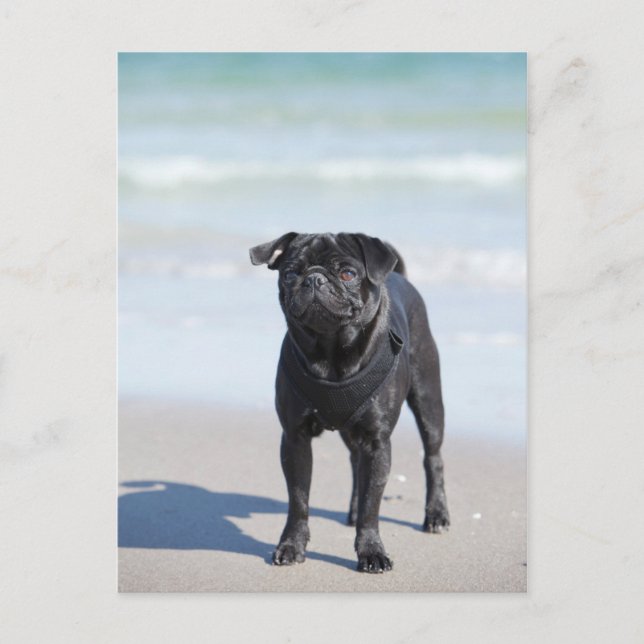 Black Pug Standing On The Beach Postcard (Front)