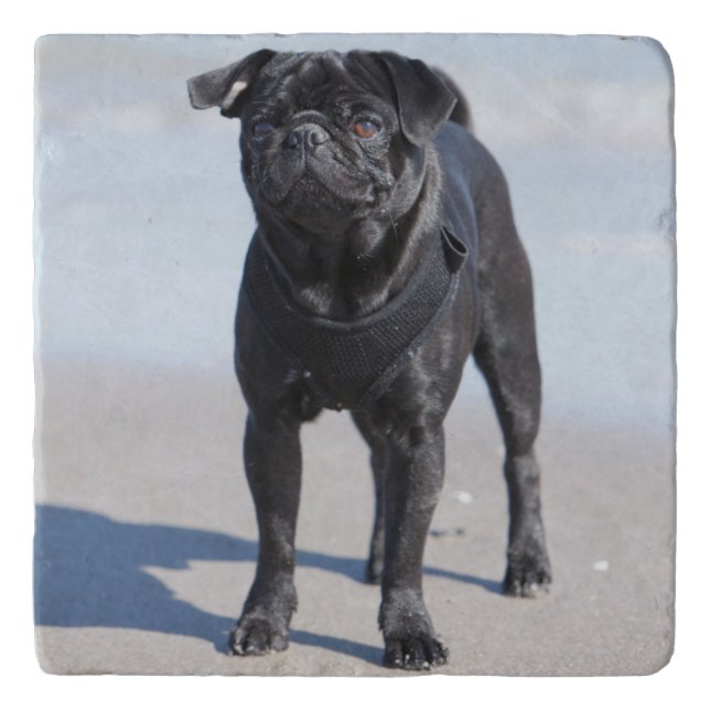 Black Pug Standing On The Beach Trivet (Front)