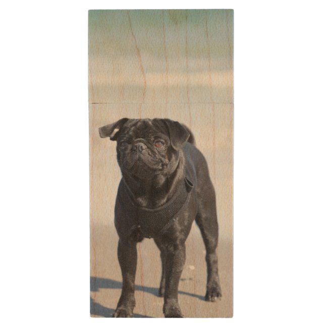 Black Pug Standing On The Beach Wood Flash Drive (Front Vertical)