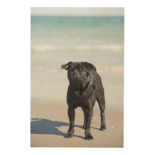 Black Pug Standing On The Beach Wood Wall Art