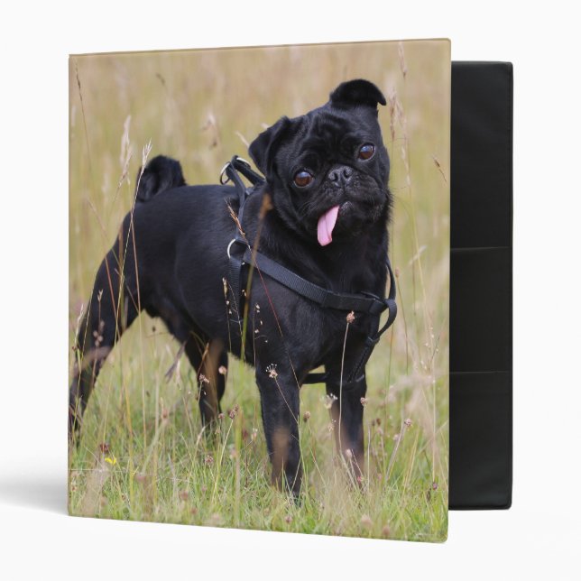 Black Pug Sticking Out Tounge 3 Ring Binder (Front/Inside)