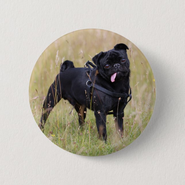 Black Pug Sticking Out Tounge Button (Front)
