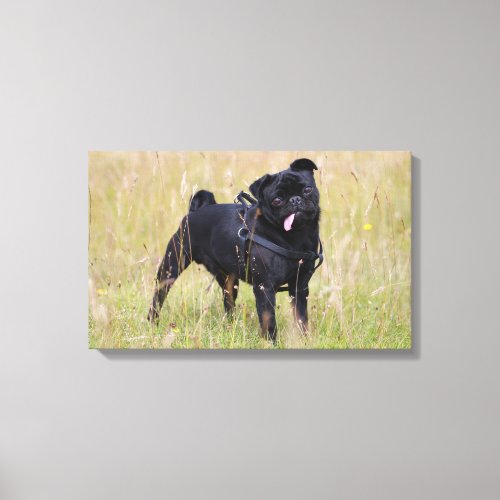 Black Pug Sticking Out Tounge Canvas Print