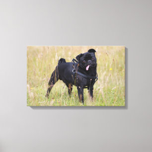 Black Pug Sticking Out Tounge Canvas Print