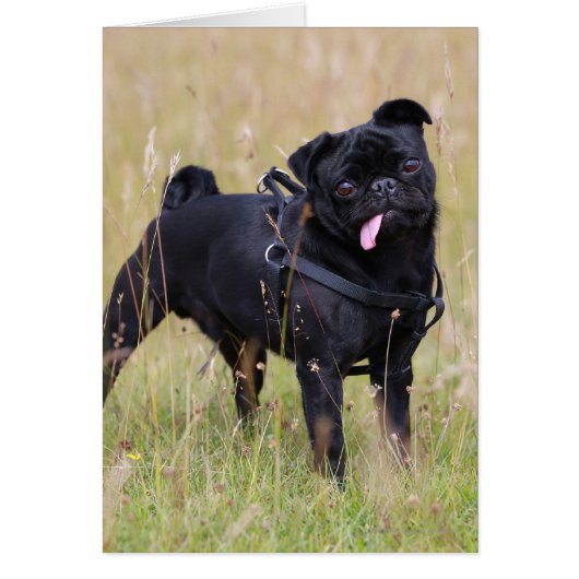 Black Pug Sticking Out Tounge Cards (Front)