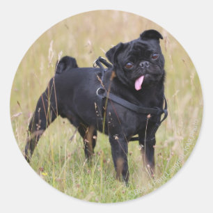 Black Pug Sticking Out Tounge Classic Round Sticker