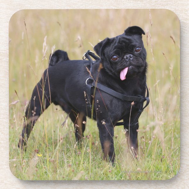 Black Pug Sticking Out Tounge Drink Coaster (Front)