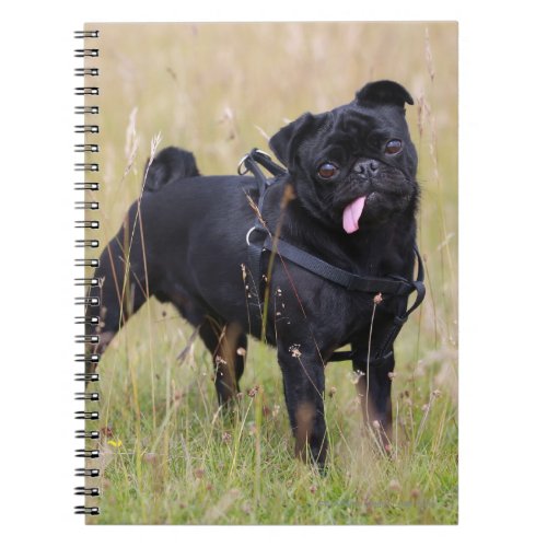Black Pug Sticking Out Tounge Notebook