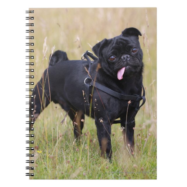 Black Pug Sticking Out Tounge Notebook (Front)