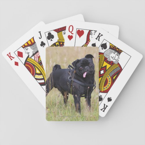 Black Pug Sticking Out Tounge Playing Cards