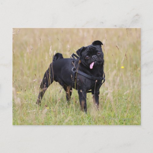 Black Pug Sticking Out Tounge Postcard