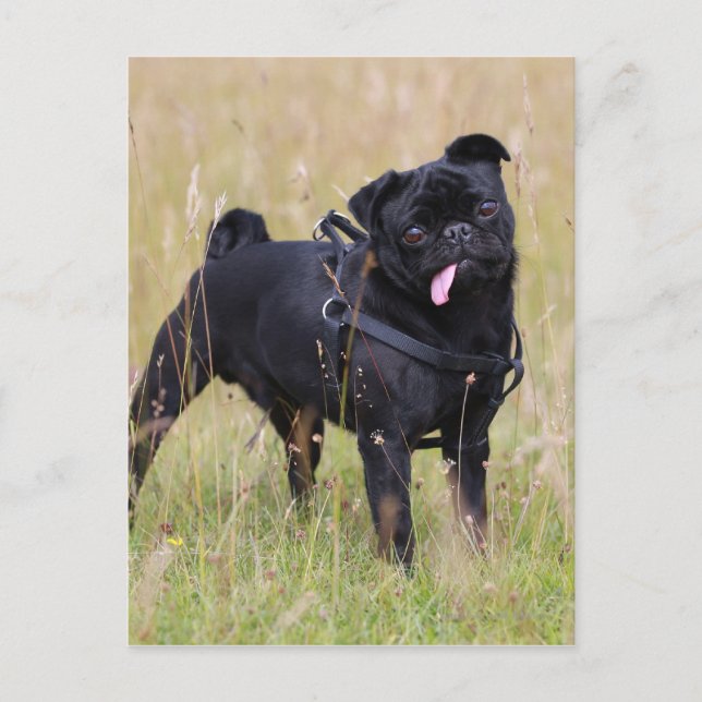 Black Pug Sticking Out Tounge Postcard (Front)