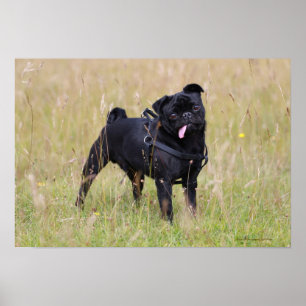 Black Pug Sticking Out Tounge Poster