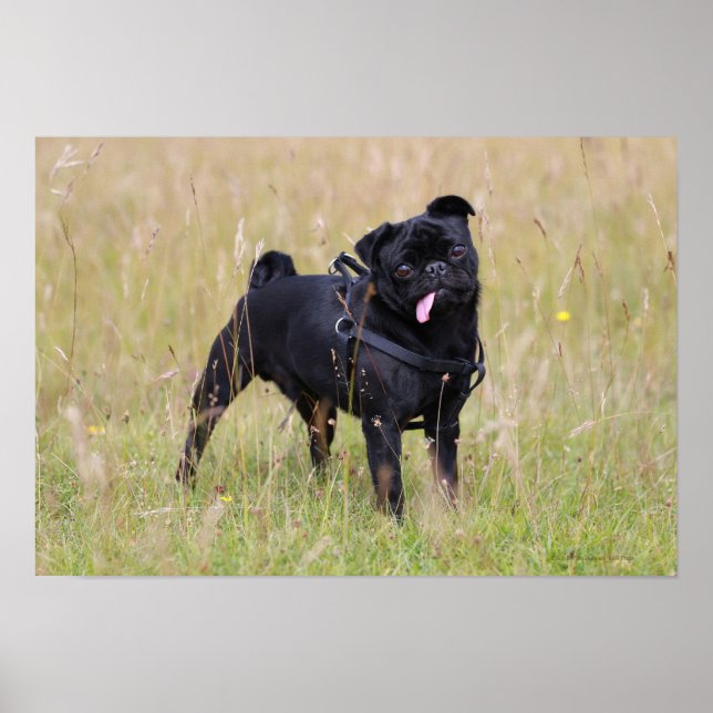 Black Pug Sticking Out Tounge Poster (Front)