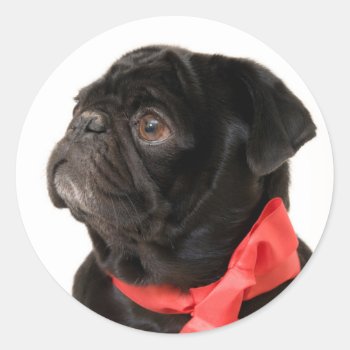Black Pug  With Red Bow Classic Round Sticker by Ilze_Lucero_Photo at Zazzle