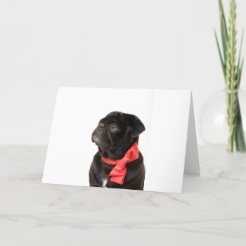 Black Pug  With Red Bow Holiday Card by Ilze_Lucero_Photo at Zazzle