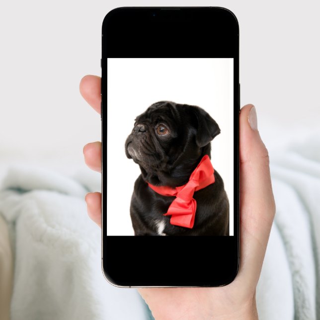 Black pug  with red bow holiday card (Front Digital)