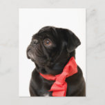 Black Pug  With Red Bow Postcard at Zazzle