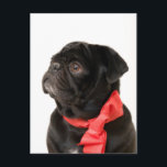 Black pug  with red bow postcard<br><div class="desc">Black pug  with red bow</div>