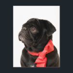 Black pug  with red bow postcard<br><div class="desc">Black pug  with red bow</div>