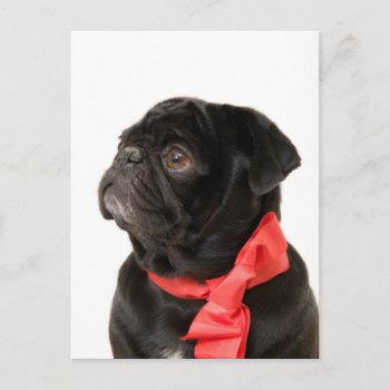 Black Pug  With Red Bow Postcard by Ilze_Lucero_Photo at Zazzle