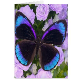 Black  Purple And Blue Butterfly by esoticastore at Zazzle