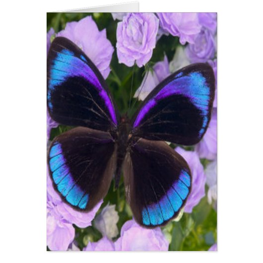 Black, Purple and Blue Butterfly Cards (Front)