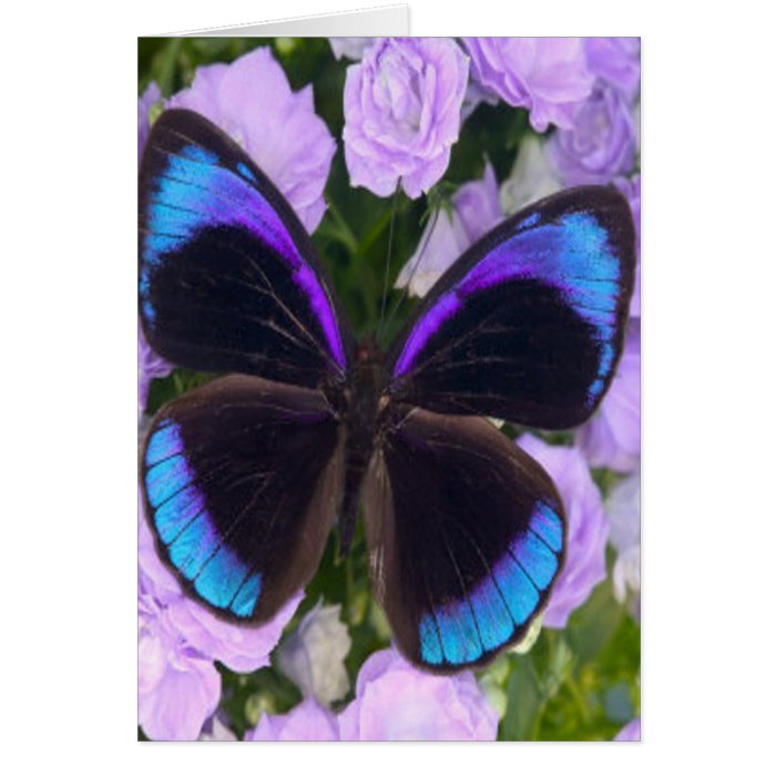 Black, Purple and Blue Butterfly Cards