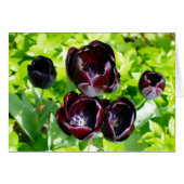Black Purple Tulips From Holland Photo (Front Horizontal)