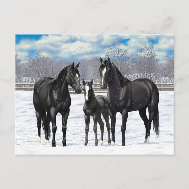 Black Quarter Horses In Snow Postcard (Front)