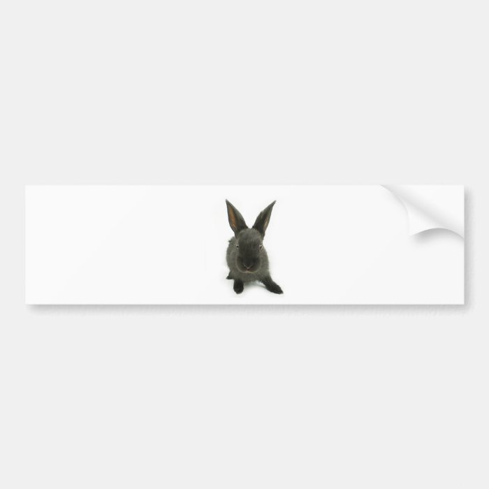 black rabbit bumper stickers