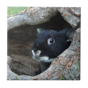 Black Rabbit in Hollow of a Tree Ceramic Tile