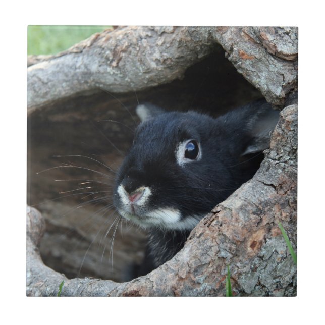Black Rabbit in Hollow of a Tree Ceramic Tile (Front)