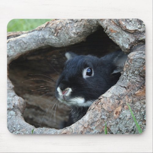 Black Rabbit in Hollow of a Tree Mouse Pad