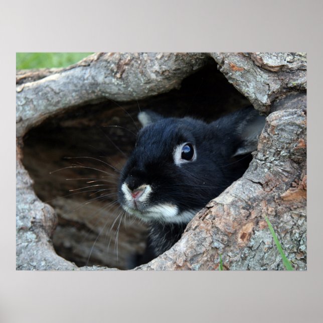 Black Rabbit in Hollow of a Tree Poster (Front)