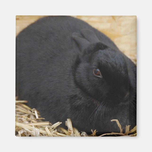 Black Rabbit Magnet (Front)