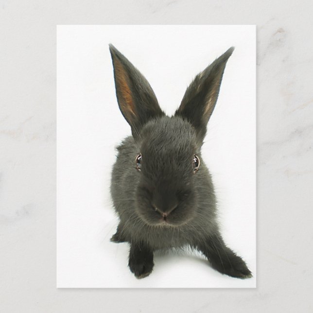 black rabbit postcard (Front)