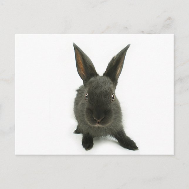 black rabbit postcard (Front)