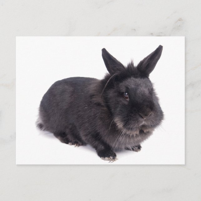 black rabbit postcard (Front)