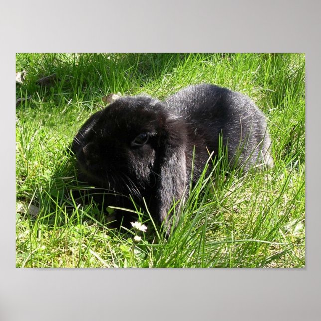 Black Rabbit Poster (Front)