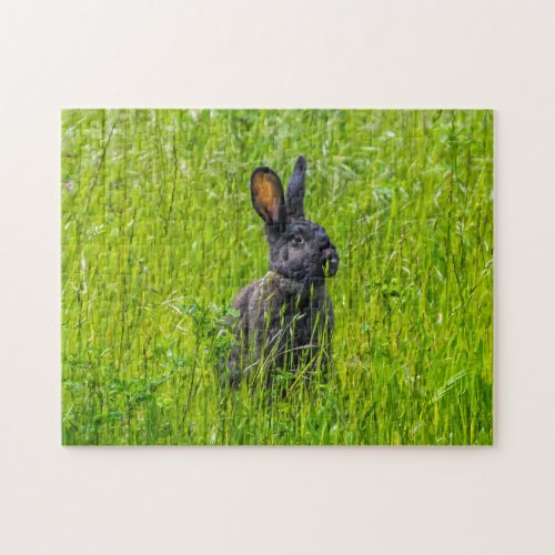 Black rabbit puzzle