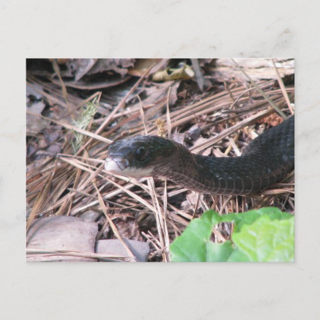 Black Racer Hunting Postcard (Front)