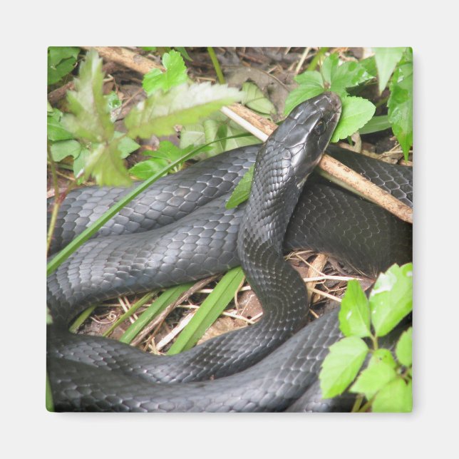 Black Racer Snake Sunning Magnet (Front)