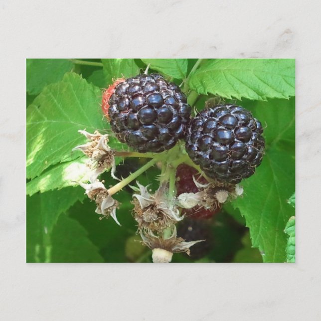 Black Raspberries Postcard (Front)