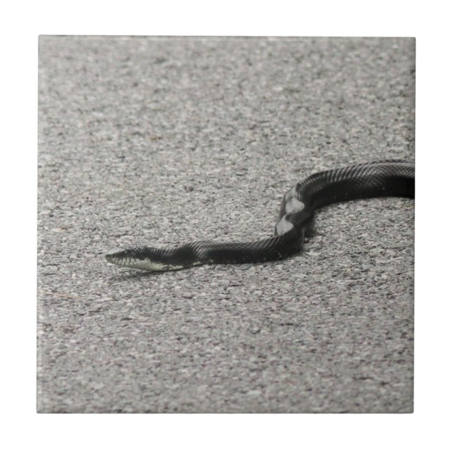 Black Rat Snake Ceramic Tile (Front)