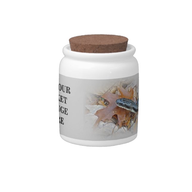 Black Rat Snake - Elaphe obsoleta obsoleta Candy Jar (Right)