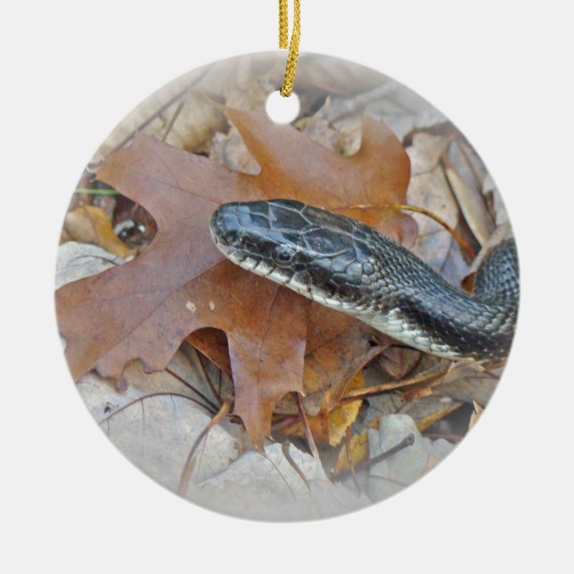 Black Rat Snake - Elaphe obsoleta obsoleta Ceramic Ornament (Front)